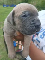 Tugger, a male Cane Corso for sale in Durant, OK – Photo 2 of 4