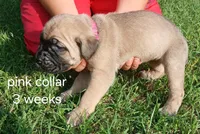 Ol Bertha, a female Cane Corso for sale in Durant, OK – Photo 2 of 4