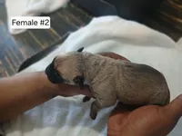 Ol Bertha, a female Cane Corso for sale in Durant, OK – Photo 3 of 4