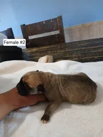 Ol Bertha, a female Cane Corso for sale in Durant, OK – Photo 4 of 4