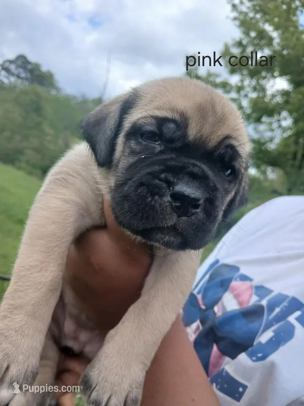 Ol Bertha – Cane Corso puppy for sale in Durant, OK