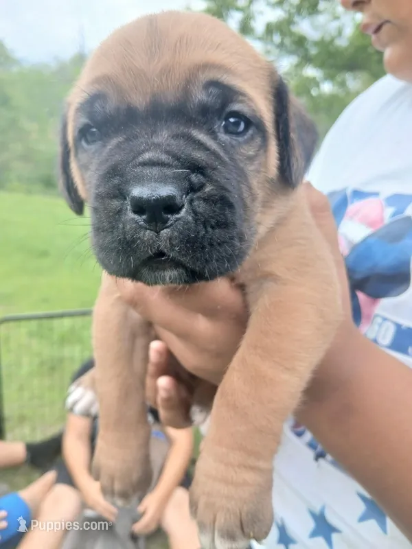 Red – Cane Corso puppy for sale in Durant, OK