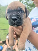 Red, a female Cane Corso for sale in Durant, OK – Photo 1 of 3