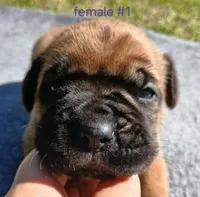 Red, a female Cane Corso for sale in Durant, OK – Photo 3 of 3