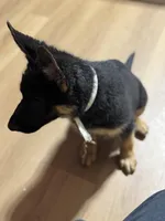 White Collar, a male German Shepherd Dog for sale in Apple Valley, CA – Photo 3 of 10