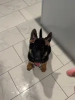 White Collar, a male German Shepherd Dog for sale in Apple Valley, CA – Photo 2 of 10