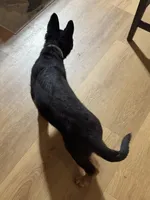 White Collar, a male German Shepherd Dog for sale in Apple Valley, CA – Photo 8 of 10