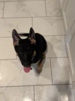 White Collar, a male German Shepherd Dog for sale in Apple Valley, CA – Photo 4 of 10