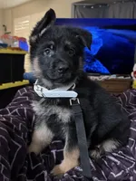 White Collar, a male German Shepherd Dog for sale in Apple Valley, CA – Photo 9 of 10