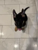 White Collar, a male German Shepherd Dog for sale in Apple Valley, CA – Photo 5 of 10