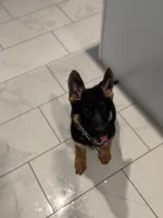 White Collar, a male German Shepherd Dog for sale in Apple Valley, CA – Photo 7 of 10