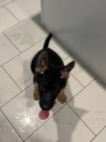 White Collar, a male German Shepherd Dog for sale in Apple Valley, CA – Photo 6 of 10