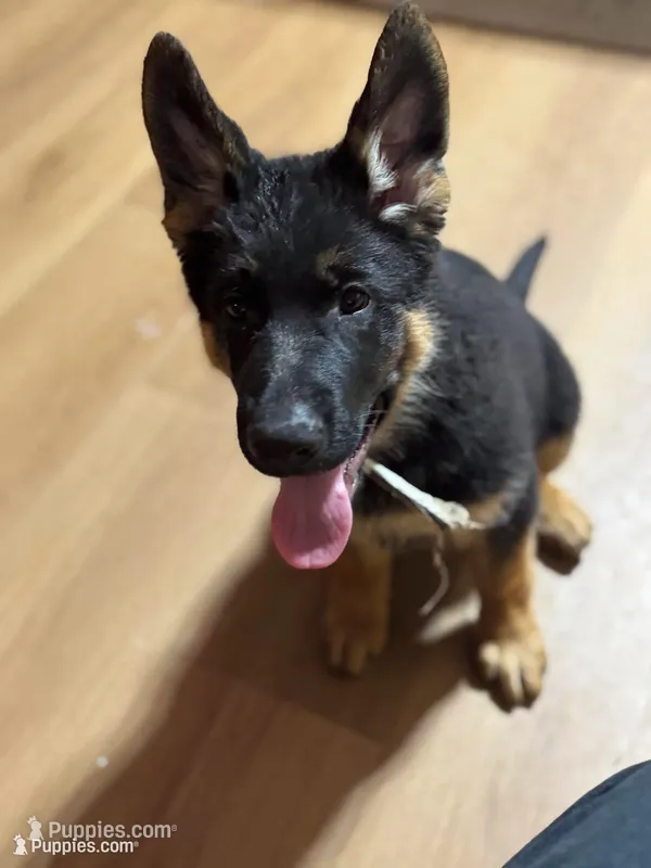 White Collar – German Shepherd Dog puppy for sale in Apple Valley, CA