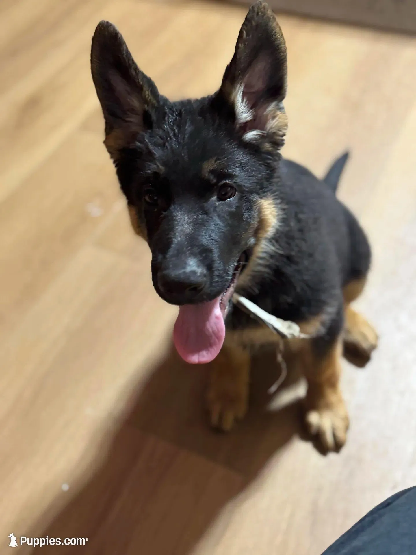 White Collar, a male German Shepherd Dog for sale in Apple Valley, CA – Photo 1 of 10