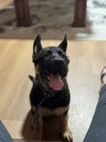 Blue Collar , a male German Shepherd Dog for sale in Apple Valley, CA – Photo 2 of 9