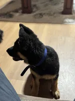 Blue Collar , a male German Shepherd Dog for sale in Apple Valley, CA – Photo 3 of 9