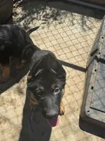 Blue Collar , a male German Shepherd Dog for sale in Apple Valley, CA – Photo 7 of 9