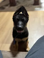 Blue Collar , a male German Shepherd Dog for sale in Apple Valley, CA – Photo 4 of 9