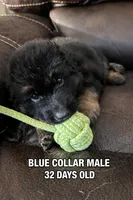 Blue Collar , a male German Shepherd Dog for sale in Apple Valley, CA – Photo 8 of 9