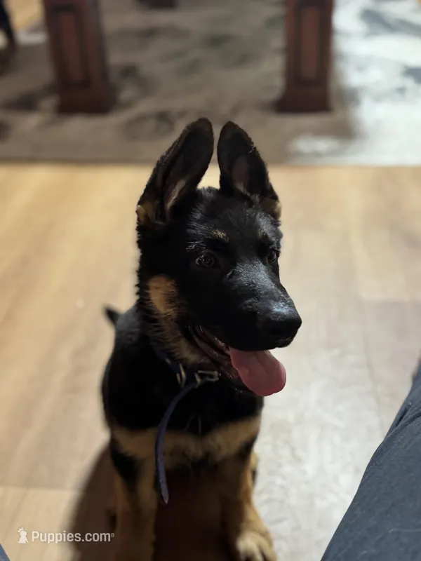 Blue Collar  – German Shepherd Dog puppy for sale in Apple Valley, CA