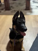 Blue Collar , a male German Shepherd Dog for sale in Apple Valley, CA – Photo 1 of 9