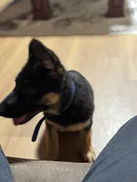 Blue Collar , a male German Shepherd Dog for sale in Apple Valley, CA – Photo 6 of 9