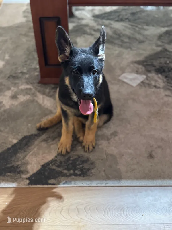Yellow Collar – German Shepherd Dog puppy for sale in Apple Valley, CA