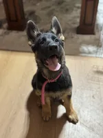 Pink Collar, a female German Shepherd Dog for sale in Apple Valley, CA – Photo 2 of 10