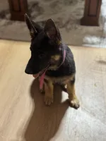 Pink Collar, a female German Shepherd Dog for sale in Apple Valley, CA – Photo 8 of 10