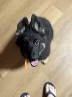 Pink Collar, a female German Shepherd Dog for sale in Apple Valley, CA – Photo 7 of 10