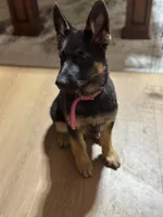 Pink Collar, a female German Shepherd Dog for sale in Apple Valley, CA – Photo 3 of 10