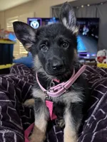 Pink Collar, a female German Shepherd Dog for sale in Apple Valley, CA – Photo 10 of 10