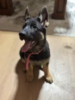 Pink Collar, a female German Shepherd Dog for sale in Apple Valley, CA – Photo 4 of 10