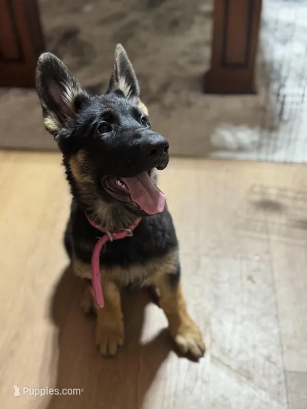Pink Collar – German Shepherd Dog puppy for sale in Apple Valley, CA