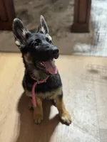Pink Collar, a female German Shepherd Dog for sale in Apple Valley, CA – Photo 1 of 10