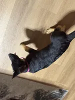 Pink Collar, a female German Shepherd Dog for sale in Apple Valley, CA – Photo 6 of 10