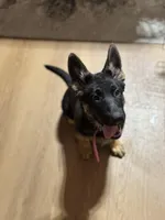 Pink Collar, a female German Shepherd Dog for sale in Apple Valley, CA – Photo 5 of 10