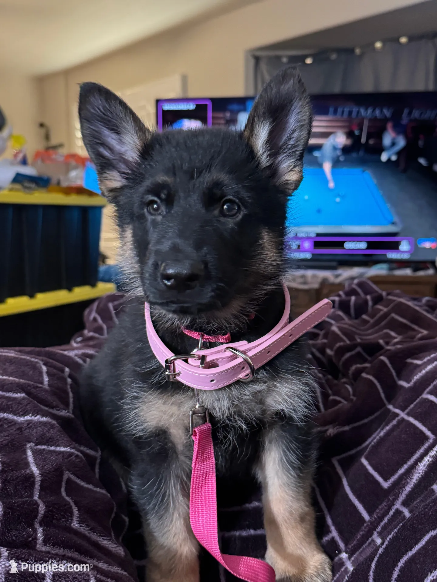 Pink Collar, a female German Shepherd Dog for sale in Apple Valley, CA – Photo 9 of 10