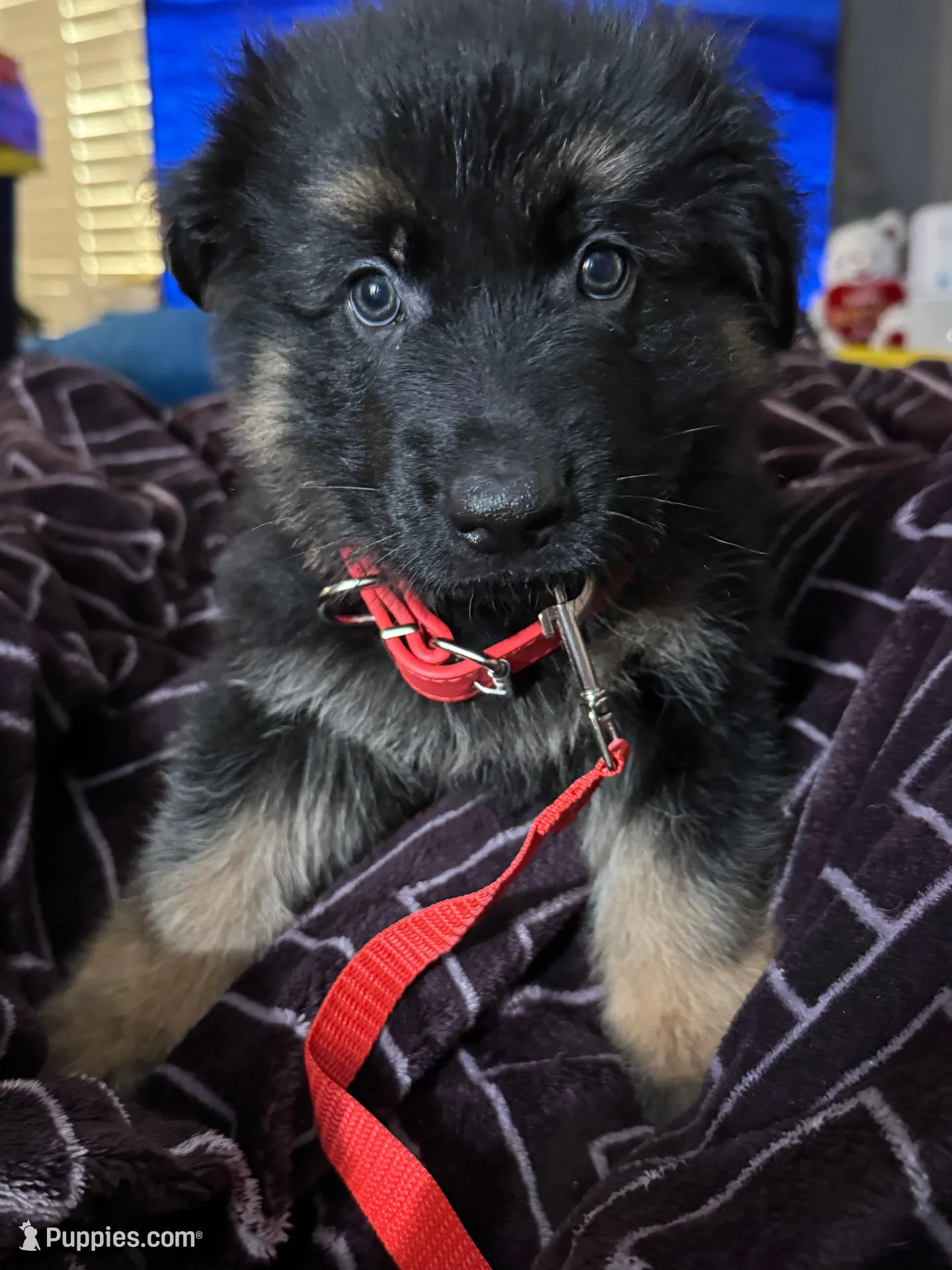 Red Collar Long Hair, a male German Shepherd Dog for sale in Apple Valley, CA – Photo 8 of 10