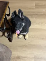 Orange Collar Long Hair, a female German Shepherd Dog for sale in Apple Valley, CA – 6 of 10
