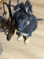 Orange Collar Long Hair, a female German Shepherd Dog for sale in Apple Valley, CA – 3 of 10