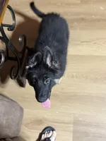 Orange Collar Long Hair, a female German Shepherd Dog for sale in Apple Valley, CA – 7 of 10