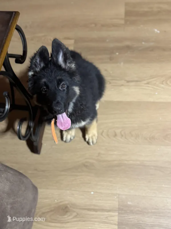 Orange Collar Long Hair – German Shepherd Dog puppy for sale in Apple Valley, CA