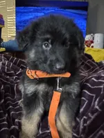 Orange Collar Long Hair, a female German Shepherd Dog for sale in Apple Valley, CA – Photo 7 of 10