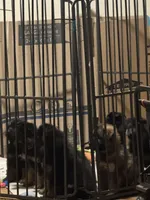 Orange Collar Long Hair, a female German Shepherd Dog for sale in Apple Valley, CA – Photo 8 of 10