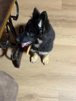 Orange Collar Long Hair, a female German Shepherd Dog for sale in Apple Valley, CA – 5 of 10