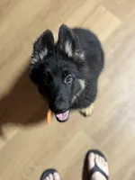 Orange Collar Long Hair, a female German Shepherd Dog for sale in Apple Valley, CA – 2 of 10