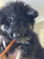 Orange Collar Long Hair, a female German Shepherd Dog for sale in Apple Valley, CA – Photo 5 of 10