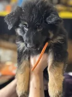 Orange Collar Long Hair, a female German Shepherd Dog for sale in Apple Valley, CA – Photo 4 of 10