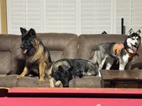 Orange Collar Long Hair, a female German Shepherd Dog for sale in Apple Valley, CA – Photo 2 of 10